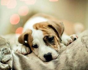 一个狗狗最新爆料图片视频